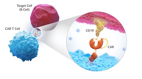 CD19 .